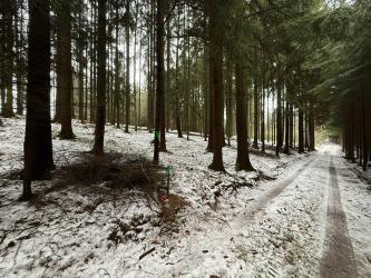 Prodáme les v Oucmanicích u Brandýsa nad Orlicí.